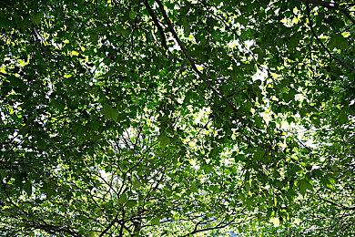 《博德之门3》旁白语音有17种风格 不同角色不同情绪