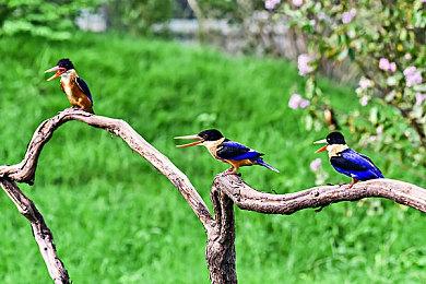 Fami通新一周销量榜 《武士遗迹》登顶